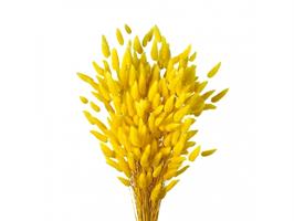Lagurus Naturale