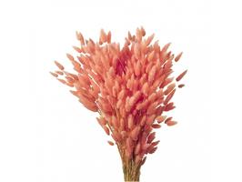 Lagurus Naturale
