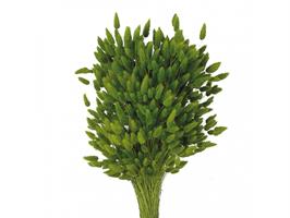 Lagurus Naturale