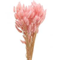 Lagurus Naturale Rosa h 70 cm Cf 100 Gr