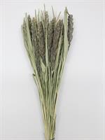 Miglio Gigante Naturale Verde h 85 cm
