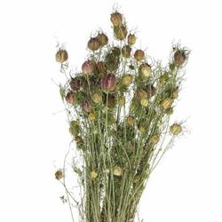 Nigella Rigata