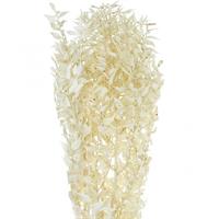 Ruscus Naturale Bianco h 80 cm Cf 200 GR