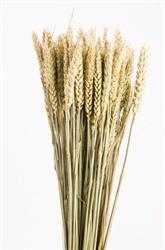 Triticum Naturale