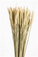 Triticum Naturale
