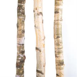 Tronco Betulla Naturale h 2 mt l 6/8 cm