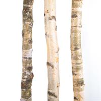 Tronco Betulla Naturale h 2 mt l 6/8 cm