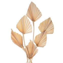 Palm Spear Narurale