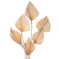 Palm Spear Narurale Bleached h 40 cm Ø 15 cm Cf 7 Pz