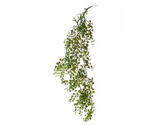 Dischidia Cadente