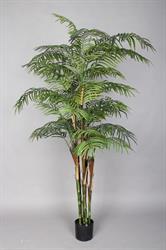 Pianta Kenzia x 6 h 180 cm