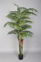 Pianta Kenzia x 6 h 180 cm