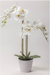 Pianta Orchidea In Vaso x 2