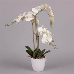 Pianta Orchidea In Vaso Crema x 3 h 75 cm