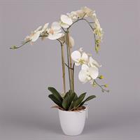 Pianta Orchidea In Vaso Crema x 3 h 75 cm