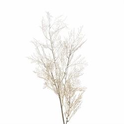 Ramo Cipresso Crema h 95 cm