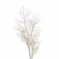 Ramo Cipresso Crema h 95 cm