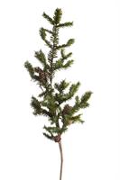 Ramo Pino Normandiano C/Pigne Verde h 90 cm