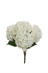 Bush Ortensia Juliet x5