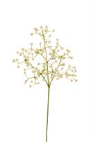 Ramo x3 Gipsofila Cream h 61 cm