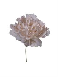 Pick Peonia