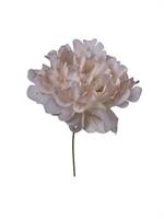 Pick Peonia