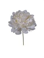 Pick Peonia Crema h 16 cm Ø 13 cm