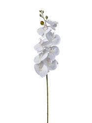 Ramo Phalenopsis
