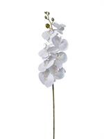 Ramo Phalenopsis