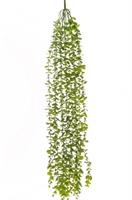 Bush x12 Eucalipto Pendente Verde h 99 cm