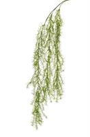 Bush Rosmarino Pendente Verde h 100 cm