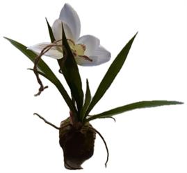 Pianta Orchidea C/Bulbo Aerea T h 35 cm