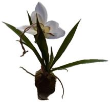 Pianta Orchidea C/Bulbo Aerea T h 35 cm