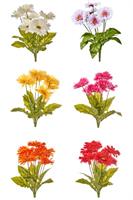 Bush Gerbera x 7