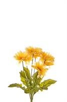 Bush Gerbera x 7 Giallo h 50 cm