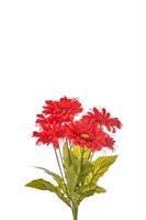 Bush Gerbera x 7 Rosso h 50 cm