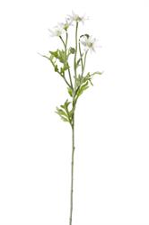 Ramo Stella Alpina x 4 h 60 cm