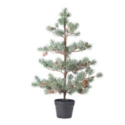 Albero Pino Bonsai C/Pigne