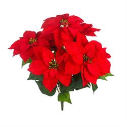 Bush Stella Di Natale x 7 Rosso h 50 cm