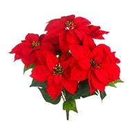 Bush Stella Di Natale x 7 Rosso h 50 cm