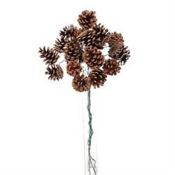 Mazzetto x 20 Pigna Naturale h 27 cm