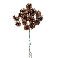 Mazzetto x 20 Pigna Naturale h 27 cm