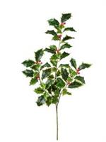 Ramo Agrifoglio Variegato h 53 cm