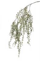 Ramo Pino Larix Ghiacciato x 6 h 146 cm