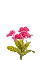 Bush Gerbera x 7 Fucsia h 50 cm