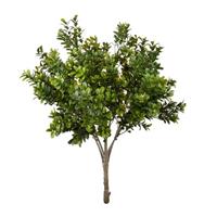 Bush Bosso x7 Verde h 57 cm