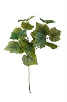 Ramo Vite x3 Verde h 65 cm