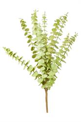 Bush Eucalipto x10 Verde h 55 cm