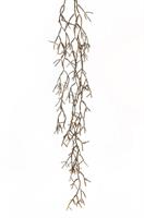 Pianta Rhipsalis Pendente Dry-Look 152 cm