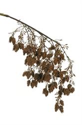 Ramo C/Pigne Pendente Marrone h 146 cm